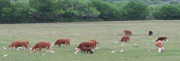 Preg Test these Miniature Cows by bllod test - bioPRYN